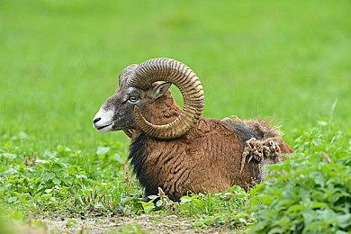 《冲就完事模拟器》免费更新V1.2上线