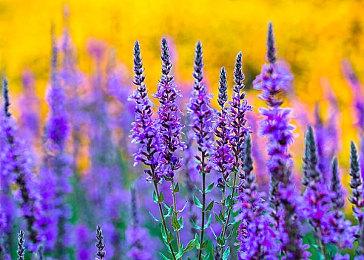 微软将在2025年3月关闭Windows子系统安卓